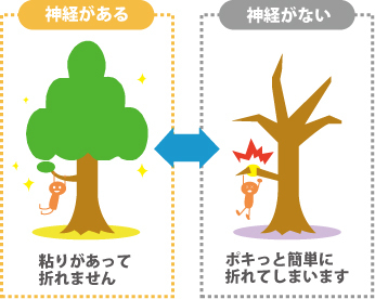 綾瀬の歯医者、新井歯科医院が、神経を抜かない治療にこだわる理由