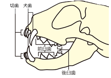 猫の歯の種類