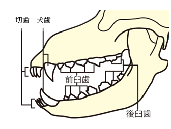 犬の歯の種類