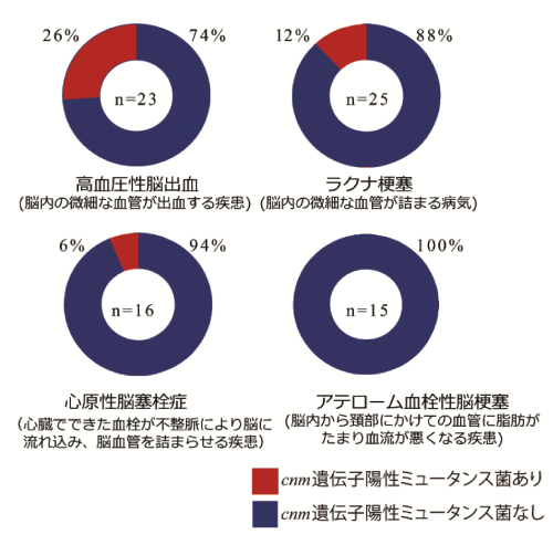 足立区綾瀬の歯医者 新井歯科医院 むし歯菌と脳卒中との関連が明らかに